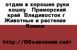 отдам в хорошие руки кошку - Приморский край, Владивосток г. Животные и растения » Кошки   
